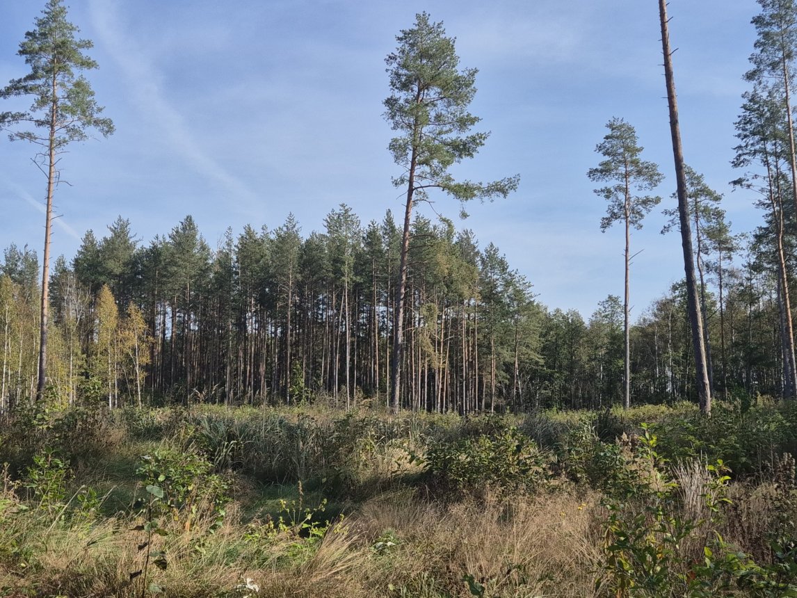 Mežs — Augšdaugavas novads